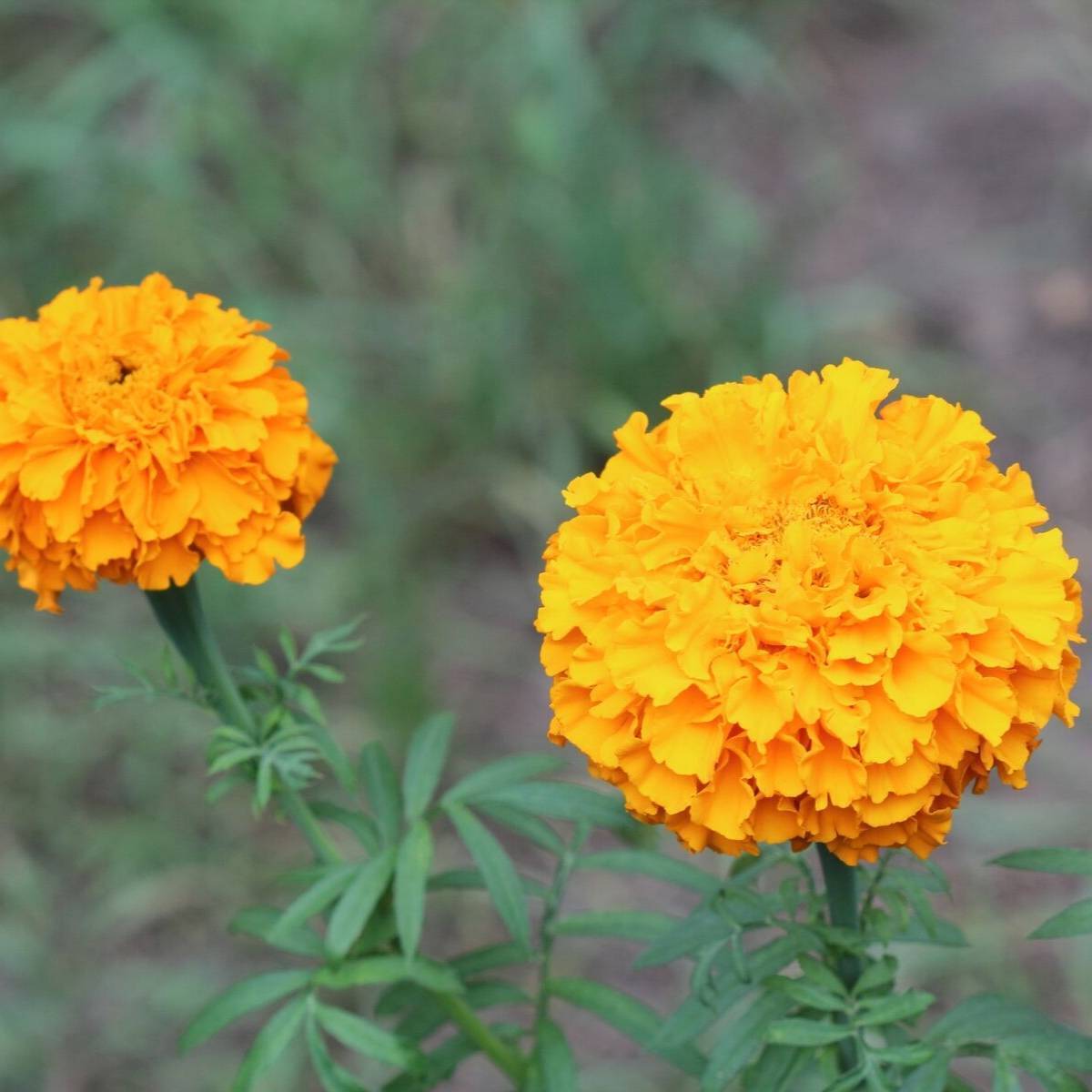 Marigold, African- Sierra Orange